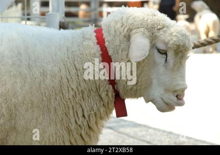 Vue latérale d'un agneau juvénile gras et sain. Animaux de ferme Banque D'Images
