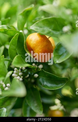 Fleurs de mandarine et fruits Banque D'Images