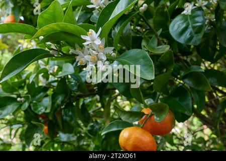 Fleurs de mandarine et fruits Banque D'Images