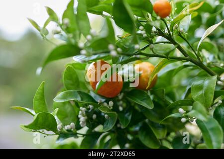 Fleurs de mandarine et fruits Banque D'Images