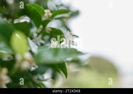 Fleurs de mandarine et fruits Banque D'Images