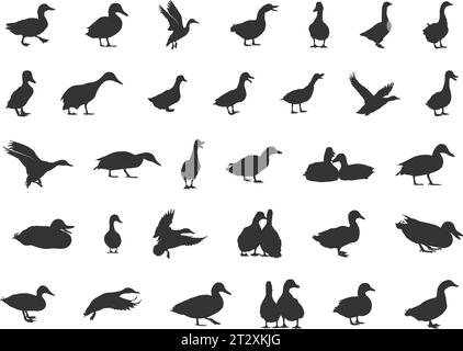 Silhouettes de canard, silhouette de canard colvert, silhouette de colvert, svg de colvert, silhouette de canard volant, silhouette de chasse de canard, icône de canard, vecteur de canard ill Illustration de Vecteur