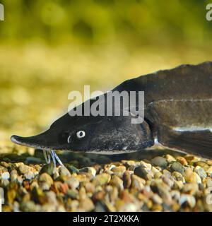 Gros plan d'un poisson esturgeon nageant dans l'aquarium. Banque D'Images