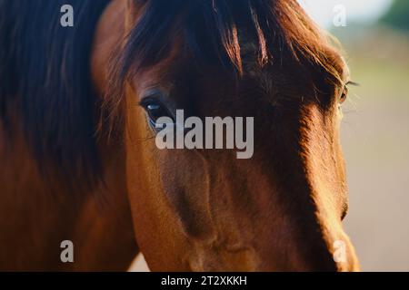 Le cheval de jument brun, un mammifère domestique, pose pour un portrait, rayonnant d'élégance et de grâce Banque D'Images