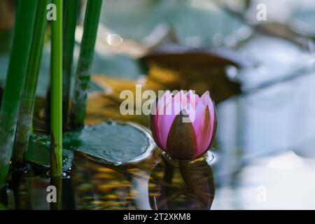 Fleur de Lotus dans l'étang. La beauté fleur non ouverte lotus de la nature. Banque D'Images