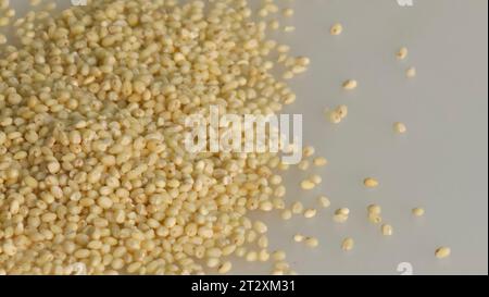 Gros plan du millet Proso, de minuscules graines rondes avec une teinte dorée. Aliment de base nutritif sans gluten et polyvalent, adapté à une alimentation saine et vibrante Banque D'Images