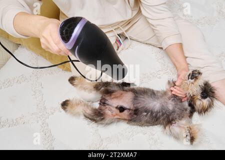 Épilation avec sèche-cheveux. La femme enlève les poils du chien. Banque D'Images