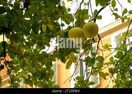 Pomelo arbre fruit vert sur une branche gros plan. Ou pamplemousse vert. Récolte des agrumes dans le jardin Banque D'Images