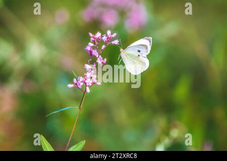 Beau et beau fond doux avec un insecte papillon sur une fleur Banque D'Images