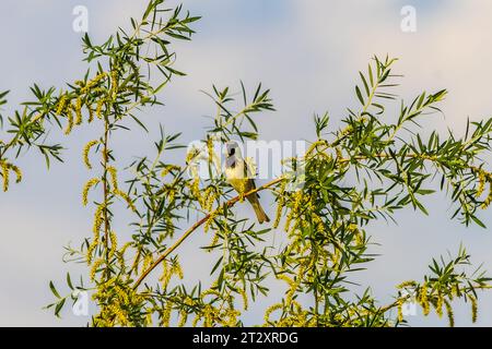 Moineau du cap (passer melanurus) à l'état sauvage Banque D'Images