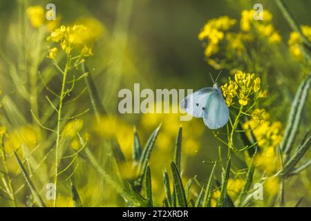 Beau et beau fond doux avec un insecte papillon sur une fleur Banque D'Images