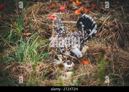 Poule mère et ses jeunes poulets de la race de poulets autrichienne menacée Stoapiperl/ Steinpiperl/ Stoahendl. Banque D'Images