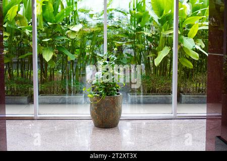 Plante d'ivoire de bétel également connue sous le nom de plante de pothos dorée en pot pour la décoration intérieure sur fond de végétation verte luxuriante devant un mur de verre Banque D'Images