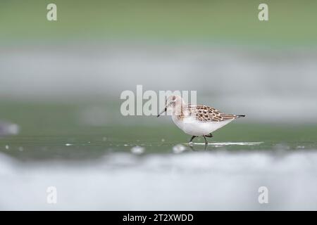 Le merveilleux petit séjour dans les zones humides (Calidris minuta) Banque D'Images