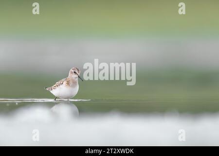 Le petit séjour, paysage d'art (Calidris minuta) Banque D'Images