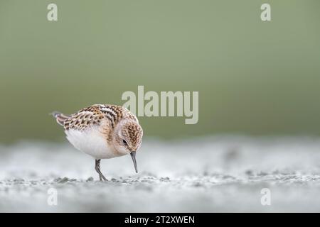 Chasse dans les terres boueuses, le petit passage dans le plumage de reproduction (Calidris minuta) Banque D'Images