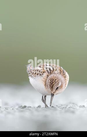 Un petit oiseau de rivage à la chasse, portrait d'art de petite stint (Calidris minuta) Banque D'Images