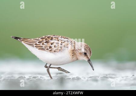 Le merveilleux petit séjour dans les zones humides (Calidris minuta) Banque D'Images