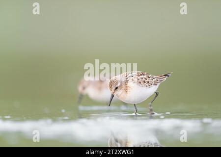 Deux petits séjours au printemps (Calidris minuta) Banque D'Images