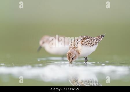 Chasse dans les terres boueuses, le petit passage dans le plumage de reproduction (Calidris minuta) Banque D'Images