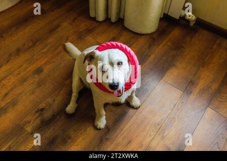 Joyeux azor chien drôle pour la bonne humeur. Banque D'Images