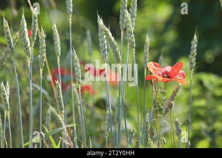 Coquelicots et épi de blé vus de près Banque D'Images