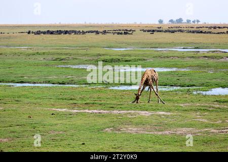 Paysage de la rivière Chobe au Botswana Banque D'Images