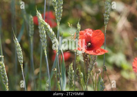 Coquelicots et épi de blé vus de près Banque D'Images