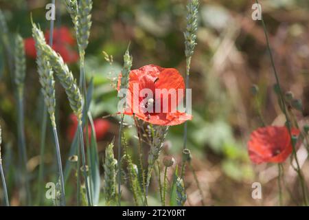 Coquelicots et épi de blé vus de près Banque D'Images