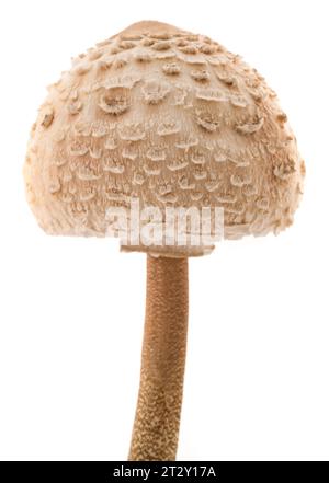 Champignon parasol isolé sur fond blanc Banque D'Images