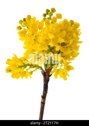 Fleurs de raisin de l'Oregon isolées sur fond blanc Banque D'Images