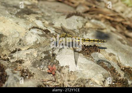 Gros plan détaillé sur une libellule de skimmer femelle, Orthetrum coerulescens, assise sur une pierre Banque D'Images