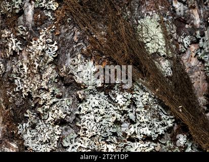 Gros plan, macro d'un vieux bouleau, lichen noir suspendu, et lichen du capuchon de moine sur le tronc. Texture rustique. Banque D'Images