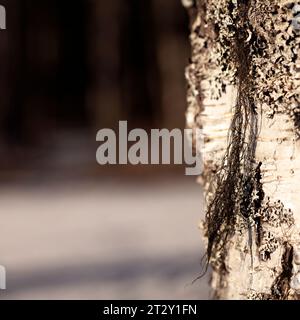 Gros plan, macro d'un vieux bouleau, lichen noir suspendu, et lichen du capuchon de moine sur le tronc. Texture rustique. Banque D'Images