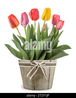 Fleurs de tulipes dans le vase isolé sur fond blanc Banque D'Images