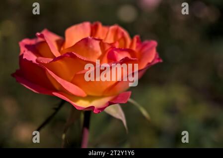 Superbe rose de trois couleurs avec des gouttes de rosée sur ses pétales rouge, orange et jaune, gros plan Banque D'Images