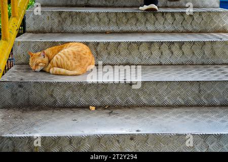 un chat errant orange endormi reposant sur un escalier en fer, rayonnant d'une présence apaisante au milieu d'un environnement urbain Banque D'Images