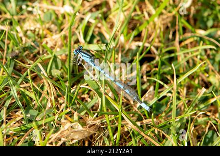 Bleue, Enallagma atricollis Banque D'Images