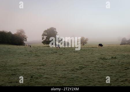 Vaches sous la pluie en Écosse un jour d'hiver Banque D'Images