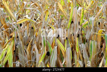 Berlin - Deutschland. Trockenes Maisfeld. *** 24 09 2023, Berlin, Allemagne. 24 septembre 2023. Champ de maïs sec crédit : Imago/Alamy Live News Banque D'Images