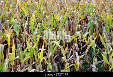 Berlin - Deutschland. Trockenes Maisfeld. *** 24 09 2023, Berlin, Allemagne. 24 septembre 2023. Champ de maïs sec crédit : Imago/Alamy Live News Banque D'Images