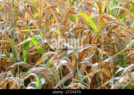 Berlin - Deutschland. Trockenes Maisfeld. *** 24 09 2023, Berlin, Allemagne. 24 septembre 2023. Champ de maïs sec crédit : Imago/Alamy Live News Banque D'Images