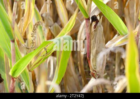 Berlin - Deutschland. Trockenes Maisfeld. *** 24 09 2023, Berlin, Allemagne. 24 septembre 2023. Champ de maïs sec crédit : Imago/Alamy Live News Banque D'Images