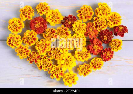 Joyeux concept d'automne. Fleurs Marigold en forme de coeur orange sur une table en bois lilas pastel. Composition d'automne, carte postale, mise à plat, vue de dessus Banque D'Images