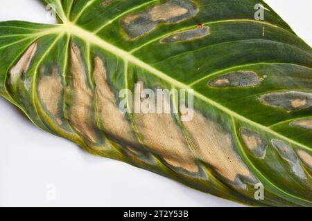 Taches sombres et sèches causées par sunborn sur la feuille de plante d'intérieur de la plante Philodendron Banque D'Images