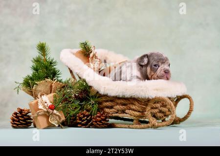 Jeune chien de taureaux français chiot en traîneau de Noël entouré par la décoration de saison Banque D'Images