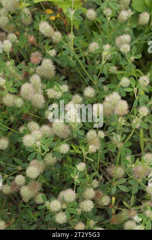 Gros plan naturel sur une agrégation de la peluche du pied de lièvre, le trèfle du pied de rabbin, Trifolium arvense Banque D'Images