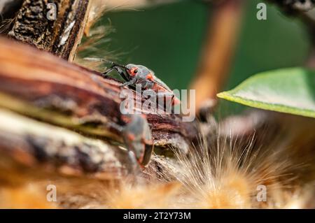 macro-image en gros plan d'une paire de gros insectes d'aspiade sur une branche d'arbre. Banque D'Images