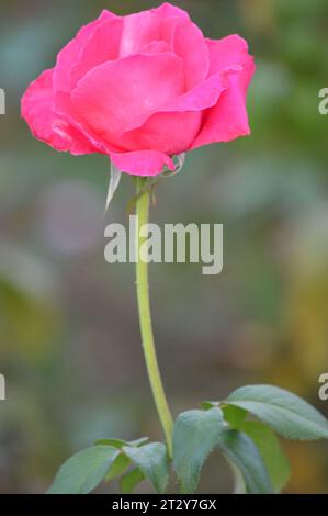 Fleurs Roses Rose Garden délices Red Rose Romance Roses en pleine floraison Petal perfection Garden of Roses Timeless Rose Beauty Elegant Rose bouquets Banque D'Images