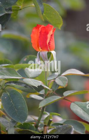 Blooming Beauty Floral Elegance Passional Petals Rose Garden Wonders Love's Emblem Scarlet sensation Timeless Love Symbol Fragrant Blossoms Romantic Banque D'Images